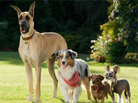 Marmaduke-News01.webp Marmaduke-News01.webp