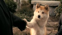 Hachiko - Eine wunderbare Freundschaft Hachiko - Eine wunderbare Freundschaft